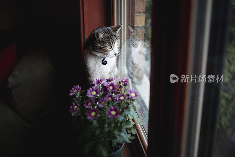 猫坐在窗台上和花