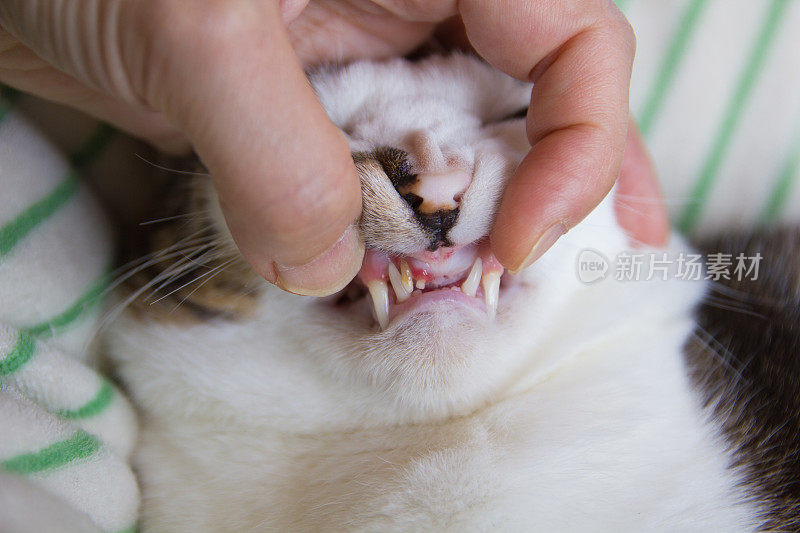 检查猫的牙齿，牙周病，近距离