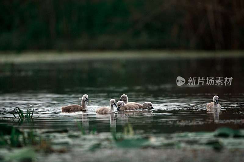 湖上的小天鹅