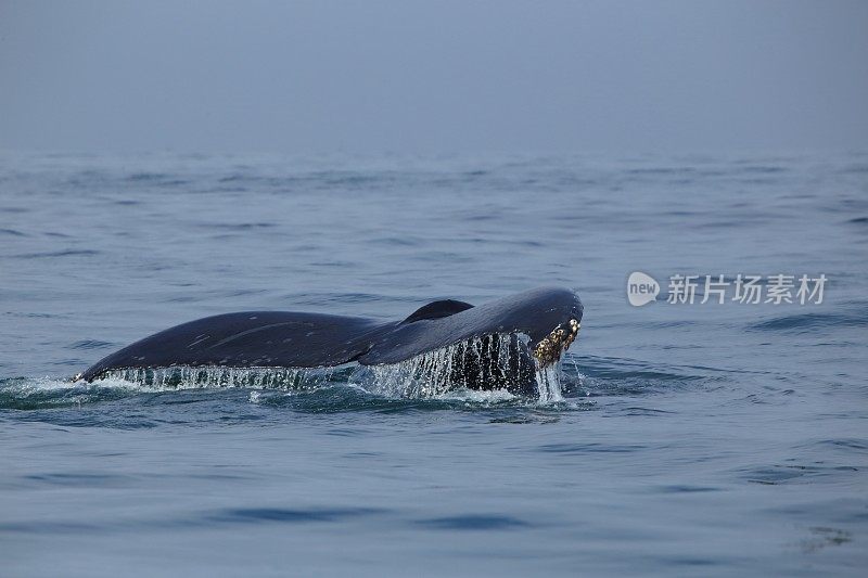 座头鲸潜水