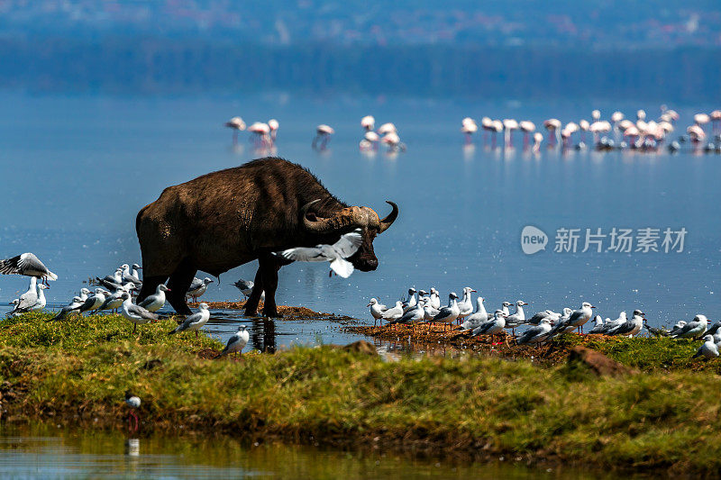 纳库鲁湖的非洲水牛、灰头鸥和火烈鸟