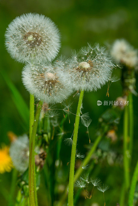 草地上的蒲公英