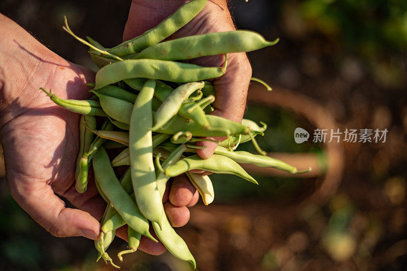 成年男子手里拿着收集的红花菜豆