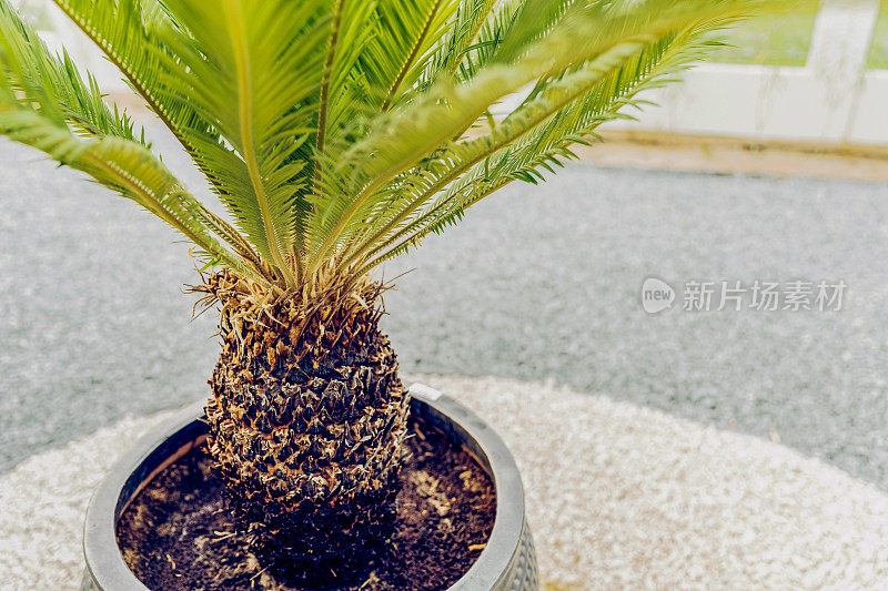 后院花园中心的盆栽棕榈树