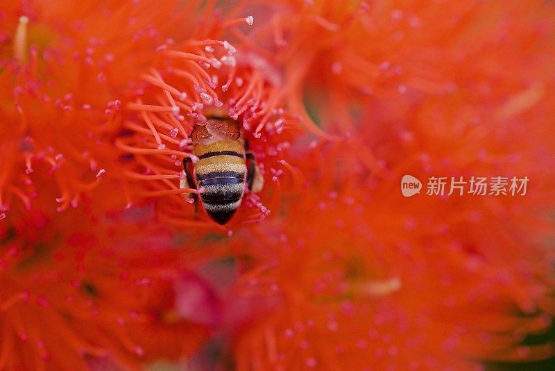 蜜蜂在开花的柑橘树胶开花