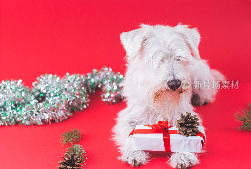 雪纳瑞犬圣诞节