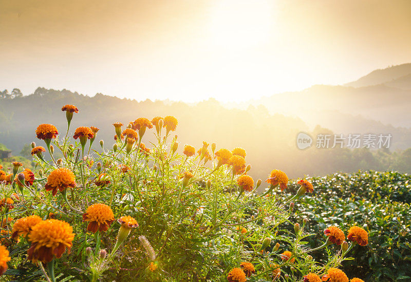 泰国北部的山景，日出和薄雾