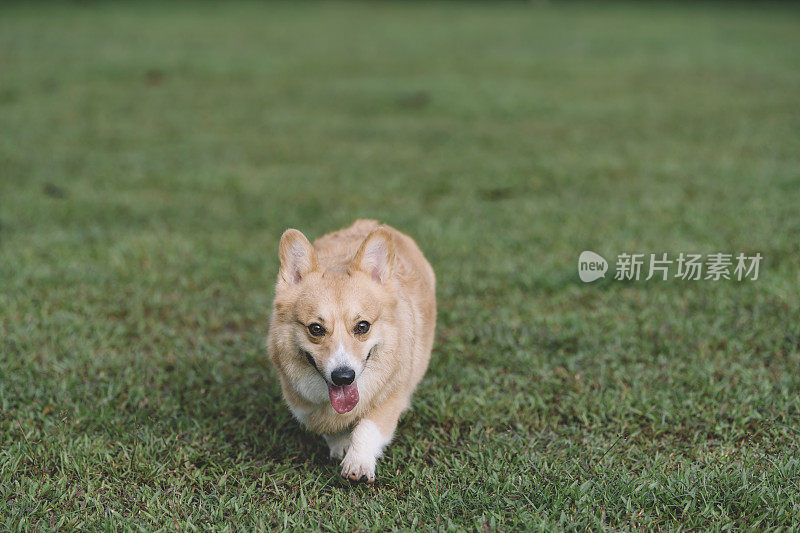 在公园散步的柯基