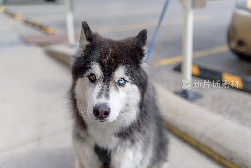 一只蓝眼睛和一只棕色眼睛的雪橇犬