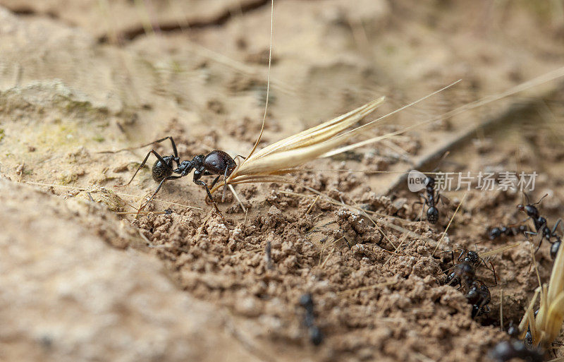 夏天干活的蚂蚁，携带着一粒小麦种子