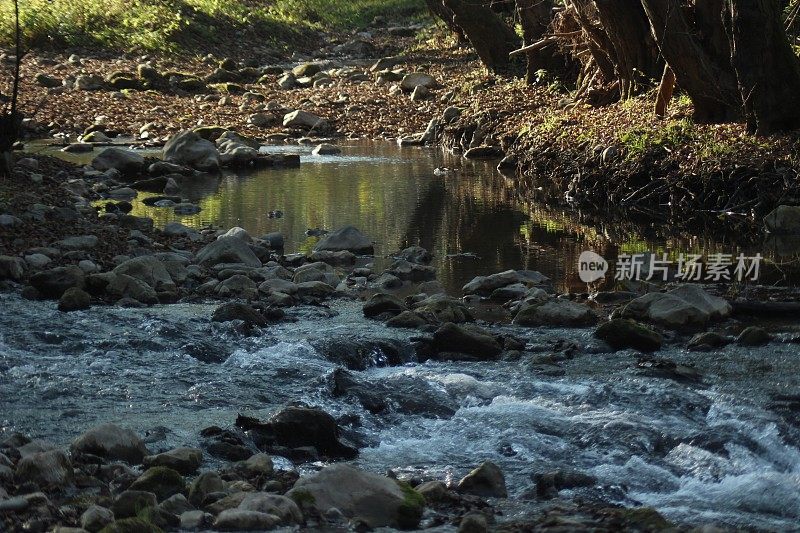 森林倒影在河水上