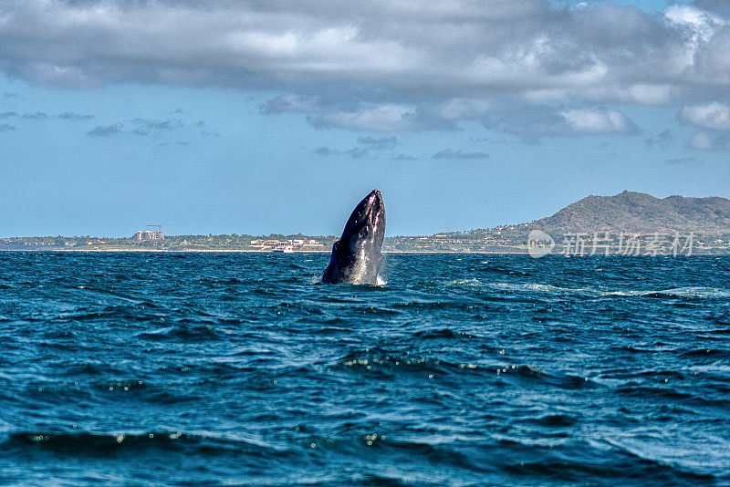 在班德拉斯湾，一只大型座头鲸浮出水面