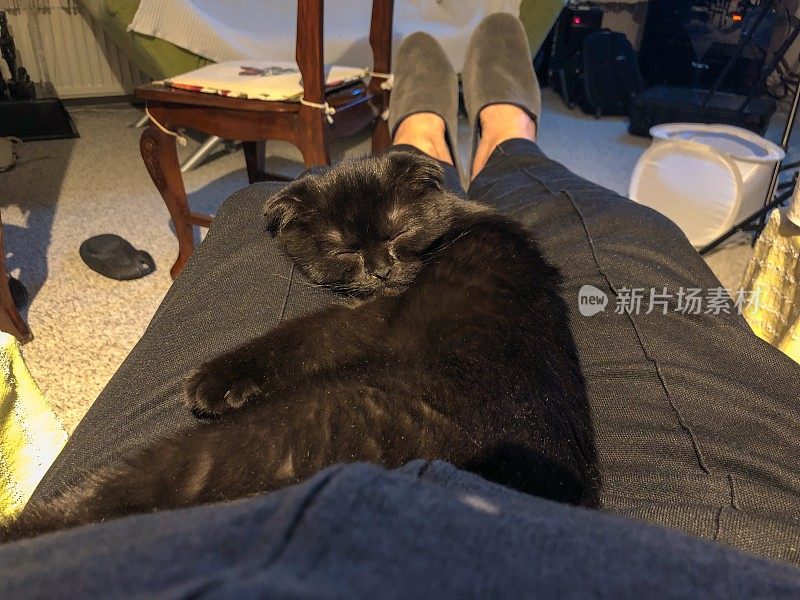 休息的人，睡觉的苏格兰折叠猫