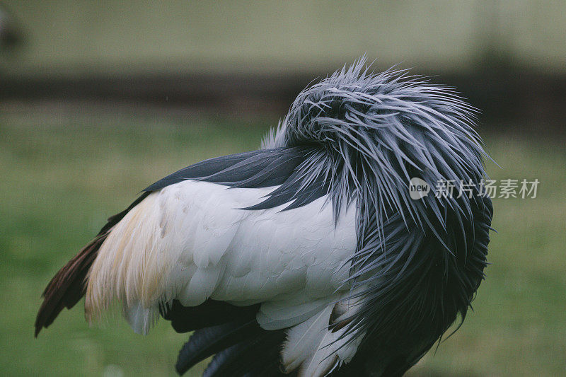 黑冠鹤，巴利阿里卡帕瓦妮娜