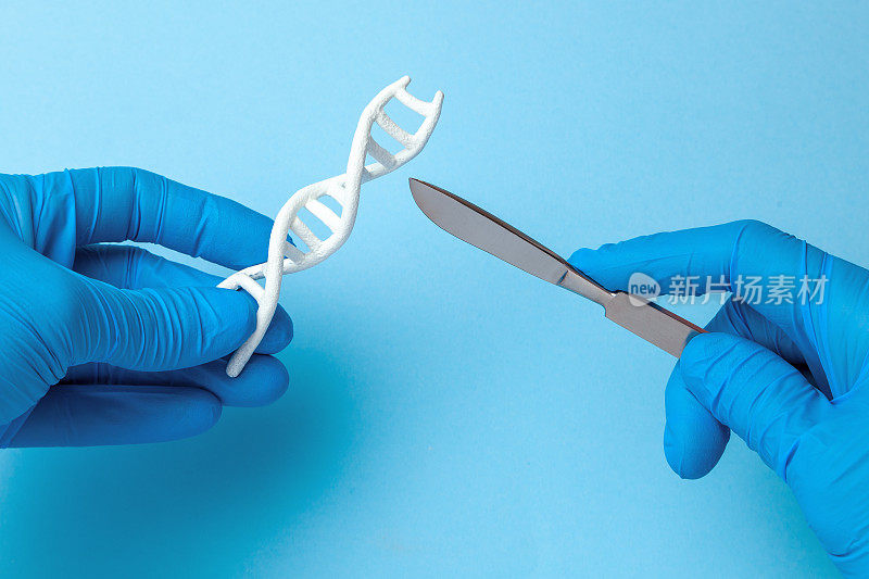螺旋DNA的研究。对人类生物密码DNA进行遗传实验的概念。科学家手里拿着DNA螺旋和手术刀。