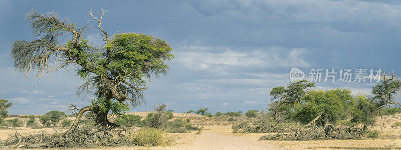 骆驼刺树和道路在喀拉哈里沙漠全景