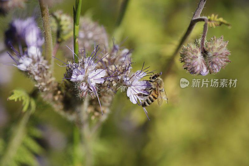 蜜蜂在紫罗兰花上