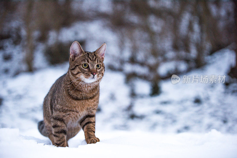 大自然中下雪天的小条纹猫。