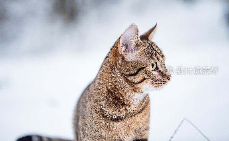 大自然中下雪天的小条纹猫。