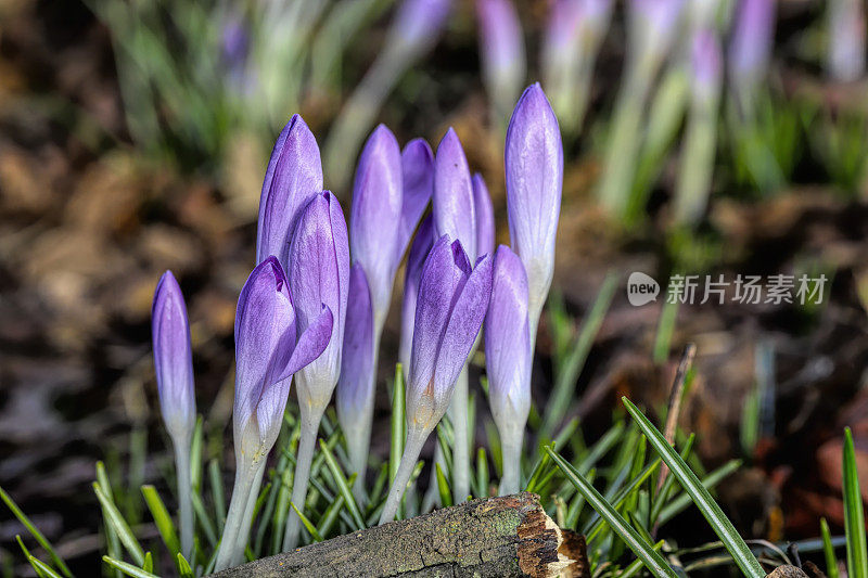 2019年1月春紫番红花早花