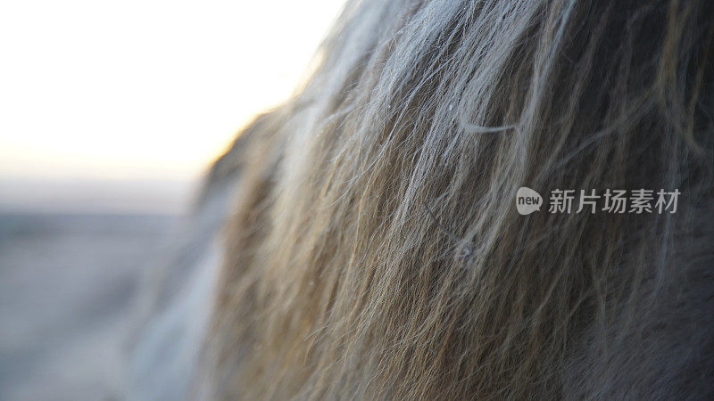 冰岛马的鬃毛