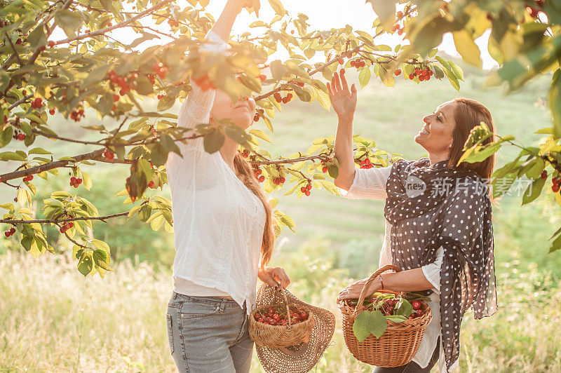 两个年轻女子在果园里享受从树上摘樱桃的乐趣