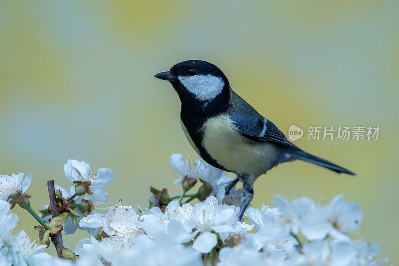 春季大山雀