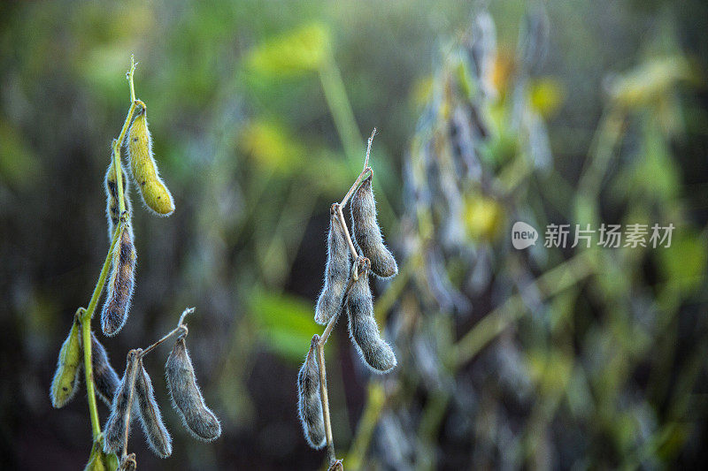 巴西大豆种植