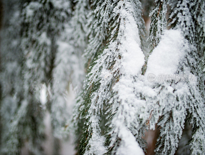 雪中的冷杉枝