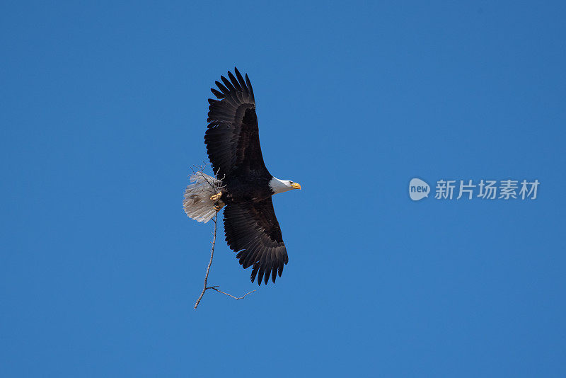 飞行中的秃鹰带着树枝回巢