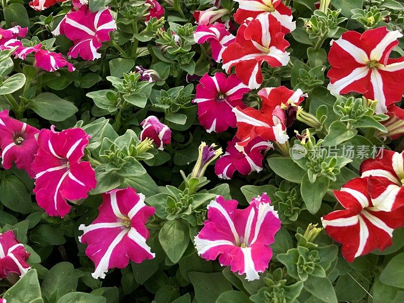 图像条纹红色和粉红色矮牵牛花，夏季花坛