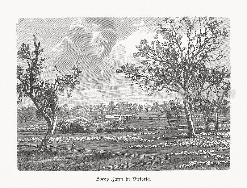 澳大利亚维多利亚州的一个牧羊场，木刻，1897年出版
