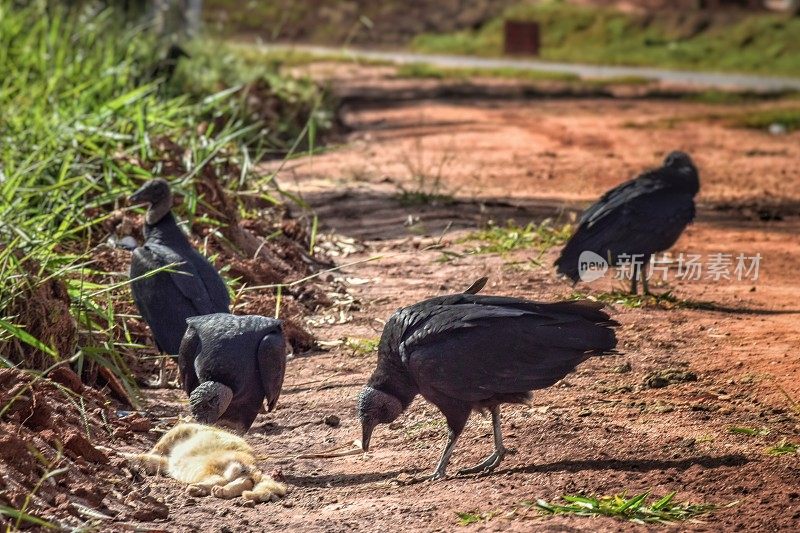 黑秃鹫在路上吃一只死猫的尸体