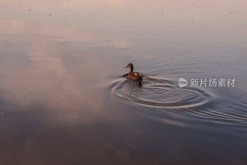 湖中的野鸭