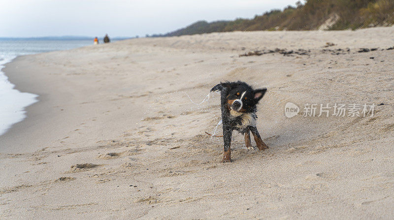 伯恩斯山地犬，泽南猎犬湿狗在阳光明媚的秋日沙滩上游泳。