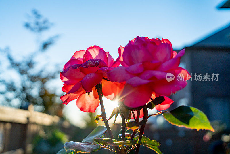 阳光下花园中的玫瑰。黄昏的自然背景