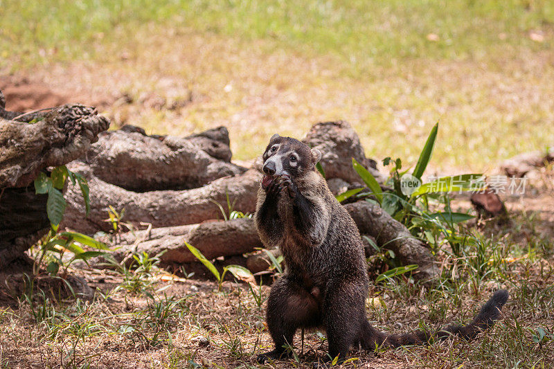 Coati在哥斯达黎加也被称为coatimundi