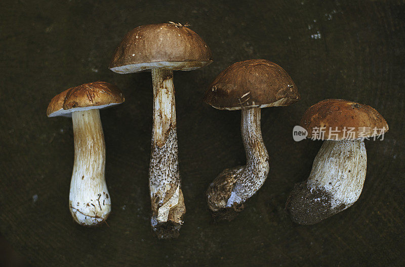新鲜采摘的可食用野生蘑菇在黑暗的背景