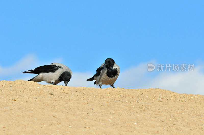 戴头巾的乌鸦站在伏尔加河尖嘴的沙洲上。