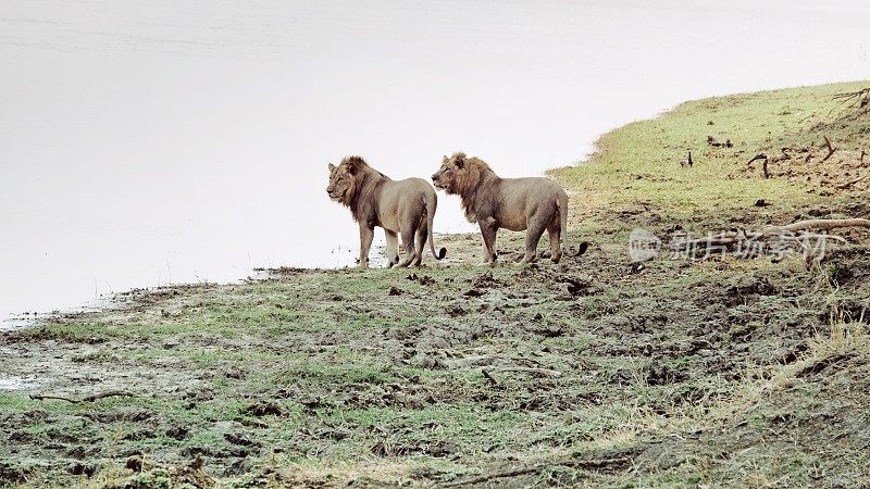 两只狮子站在马拉维利翁得国家公园的夏尔河边上