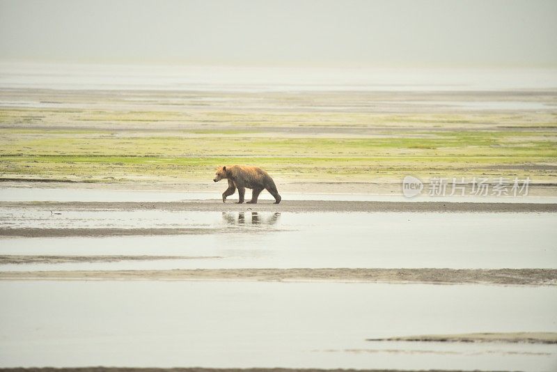 阿拉斯加海岸灰熊
