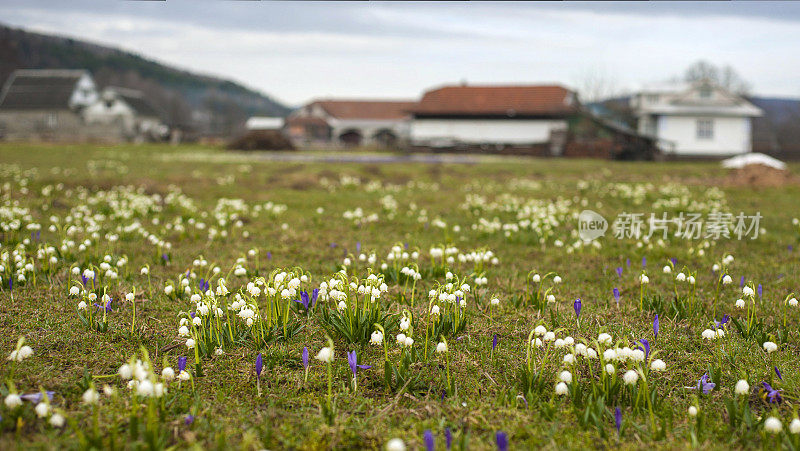 雪花莲和番红花在村庄的草地上，屋后是草地。第一朵春天的花在草地上绽放。
