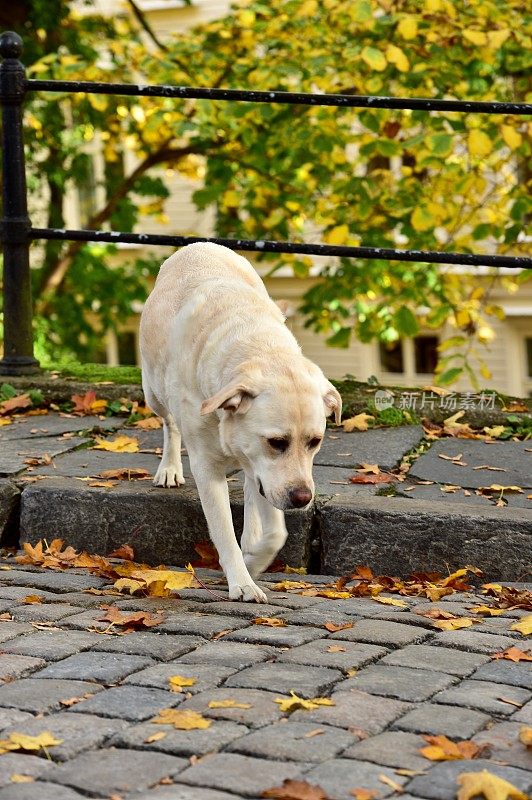 挪威的拉布拉多寻回犬