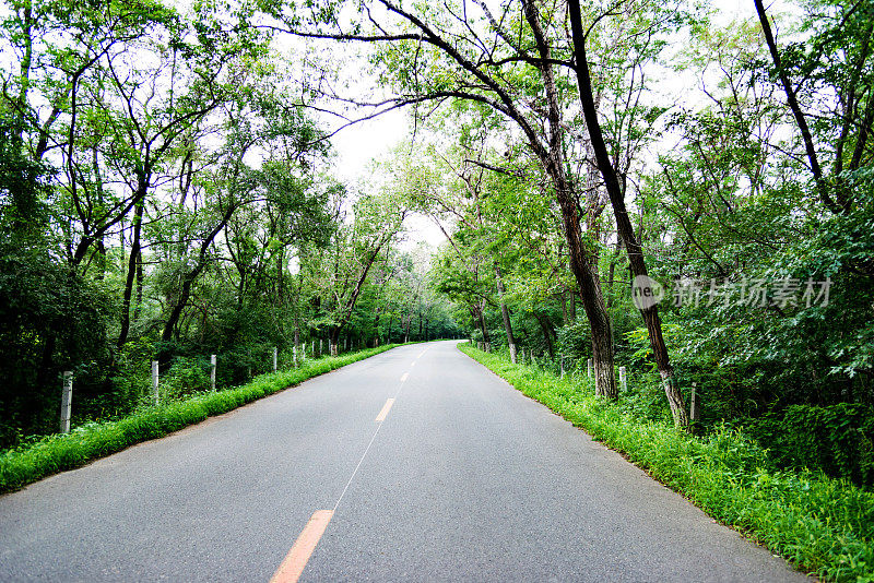 穿过森林的乡间小路