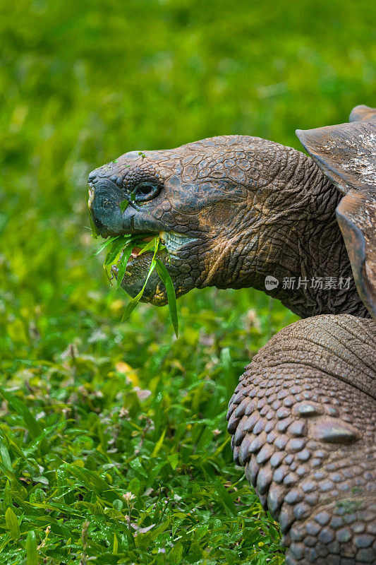 在加拉帕戈斯群岛吃巨龟