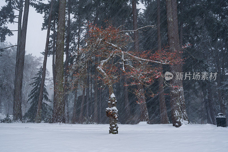 维多利亚BC灯塔山公园雪