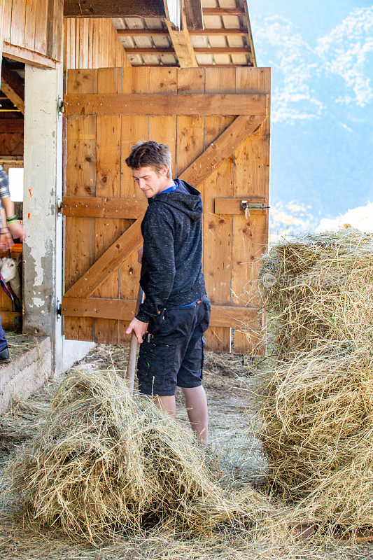 年轻的农民儿子在家庭奶牛场喂山羊-家畜照片