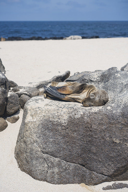 迷路，饥饿和垂死的年轻海狮躺在莫斯克拉岛，加拉帕戈斯