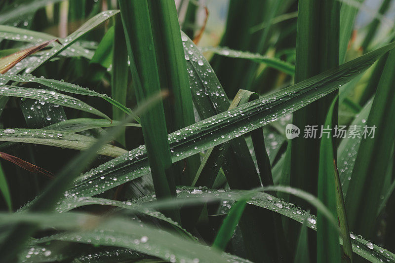 雨滴在草地上