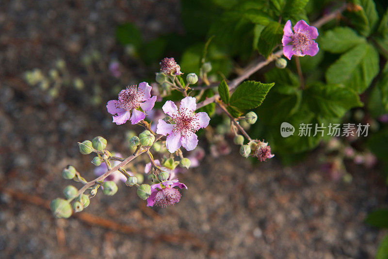 黑莓(悬钩子)花-高角度视图